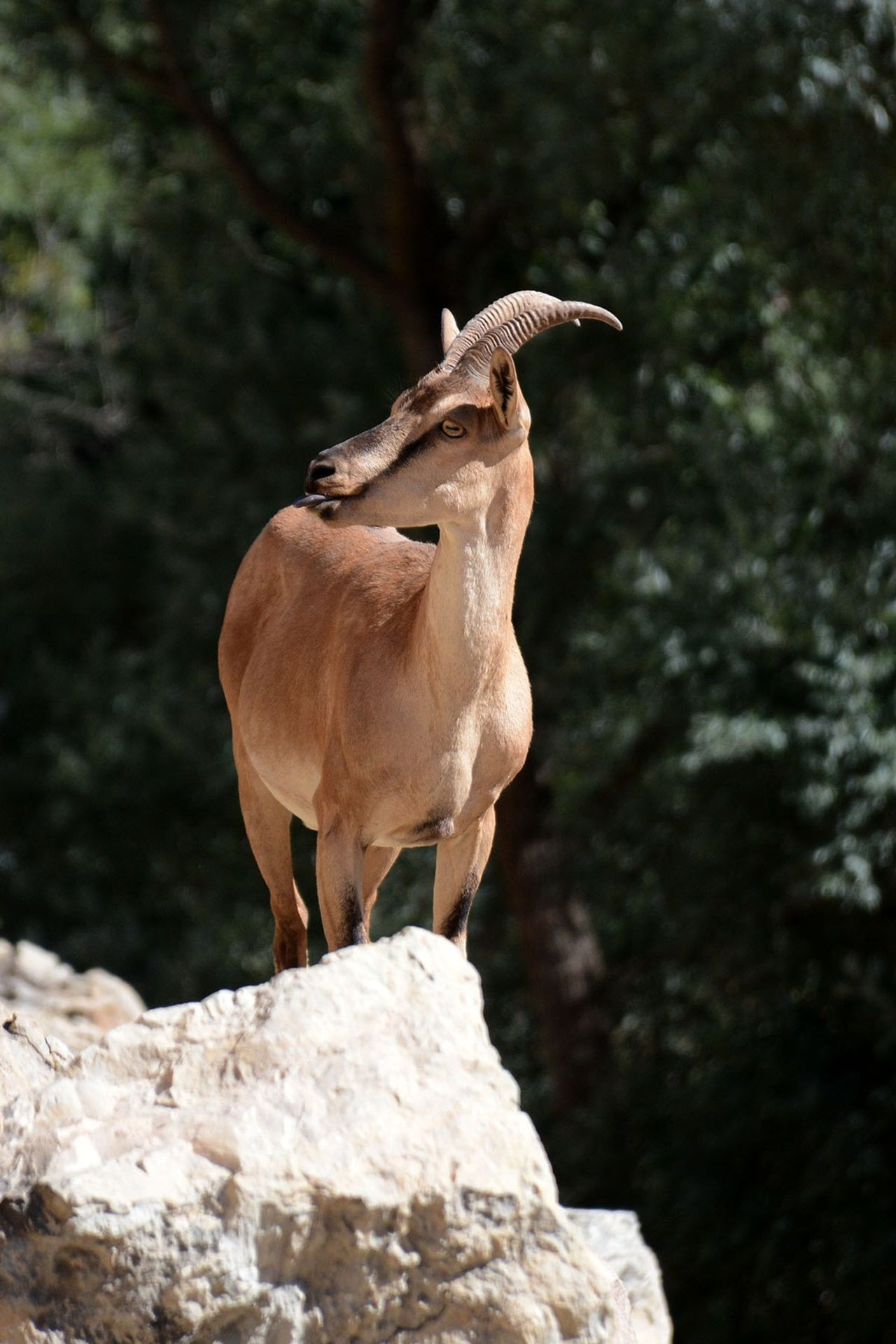 Gümüşhane'de sayıları giderek artıyor... - Sayfa 7