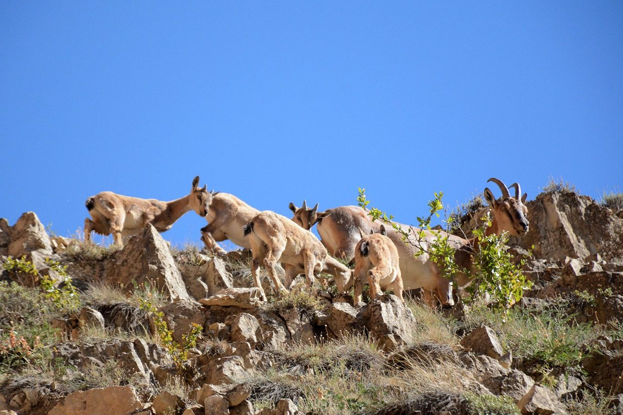 Gümüşhane'de sayıları giderek artıyor... - Sayfa 9