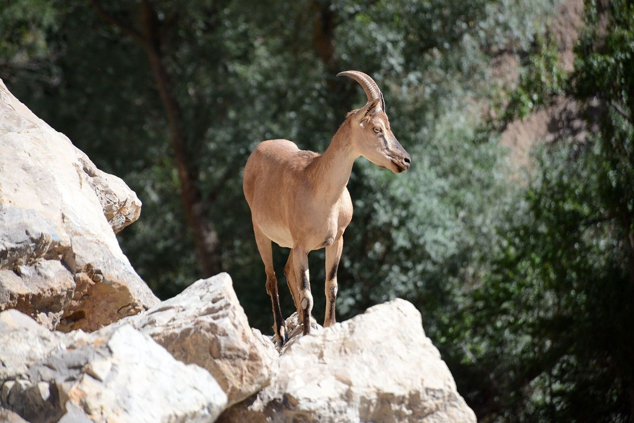 Gümüşhane'de sayıları giderek artıyor... - Sayfa 10