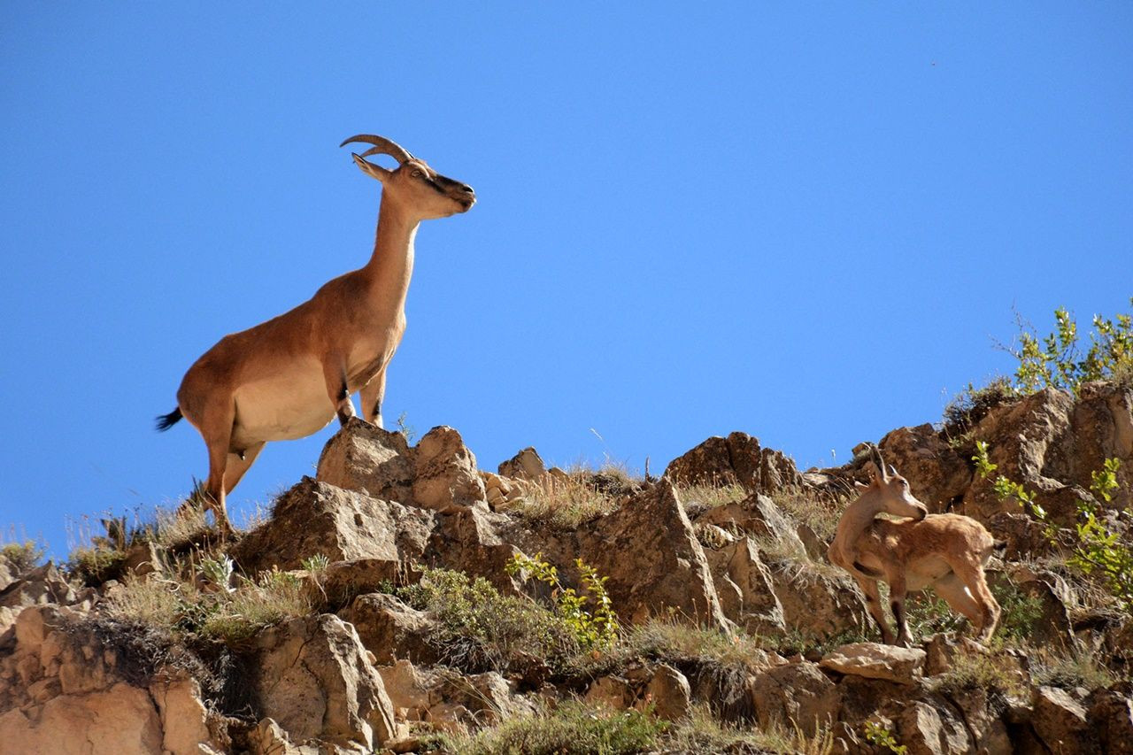 Gümüşhane'de sayıları giderek artıyor... - Sayfa 11