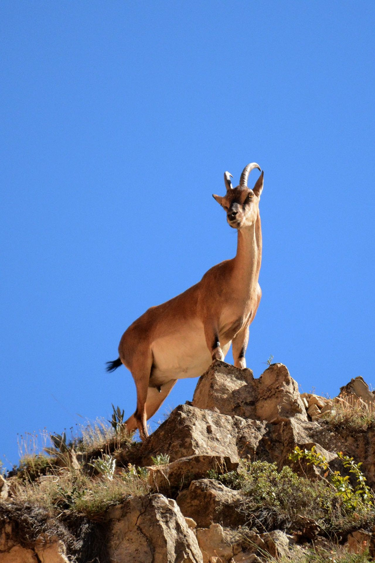 Gümüşhane'de sayıları giderek artıyor... - Sayfa 12