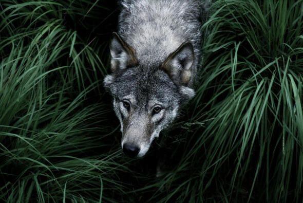 Dünyanın en ölümcül canlıları onlar! - Sayfa 10