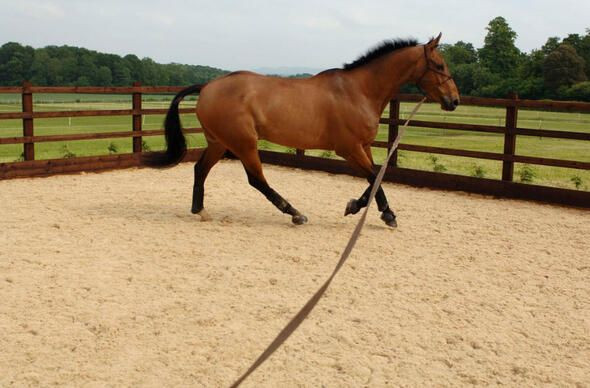 Dünyanın en ölümcül canlıları onlar! - Sayfa 12