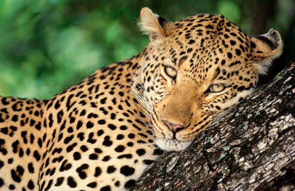 Dünyanın en ölümcül canlıları onlar! - Sayfa 14