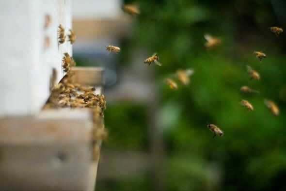 Dünyanın en ölümcül canlıları onlar! - Sayfa 18