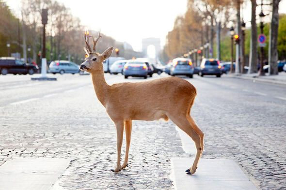 Dünyanın en ölümcül canlıları onlar! - Sayfa 21