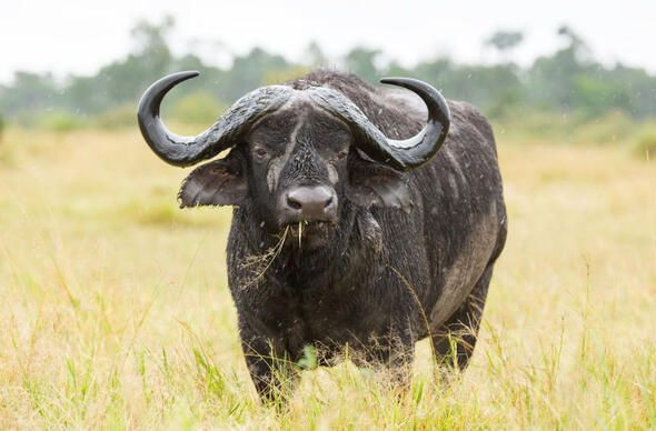 Dünyanın en ölümcül canlıları onlar! - Sayfa 22