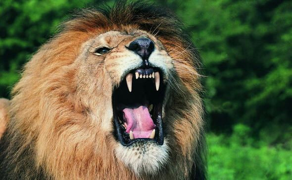 Dünyanın en ölümcül canlıları onlar! - Sayfa 25