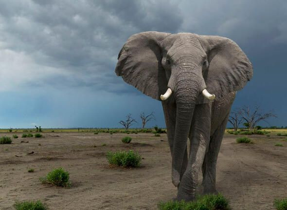 Dünyanın en ölümcül canlıları onlar! - Sayfa 26