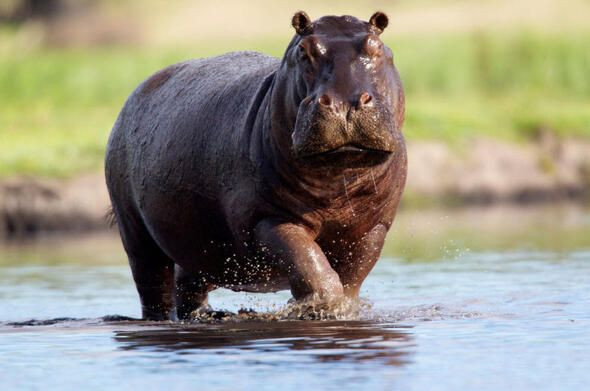 Dünyanın en ölümcül canlıları onlar! - Sayfa 28