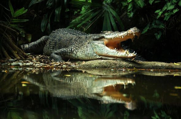 Dünyanın en ölümcül canlıları onlar! - Sayfa 30