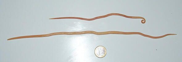 Dünyanın en ölümcül canlıları onlar! - Sayfa 33