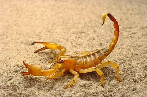 Dünyanın en ölümcül canlıları onlar! - Sayfa 34