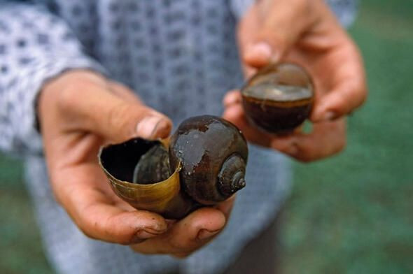 Dünyanın en ölümcül canlıları onlar! - Sayfa 36