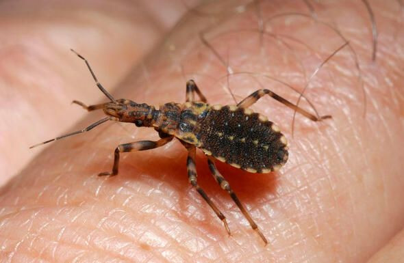 Dünyanın en ölümcül canlıları onlar! - Sayfa 38