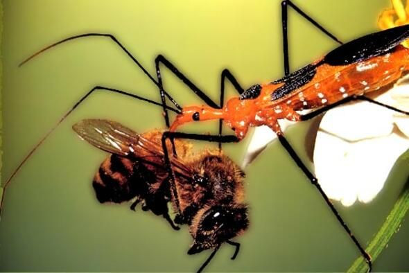 Dünyanın en ölümcül canlıları onlar! - Sayfa 39