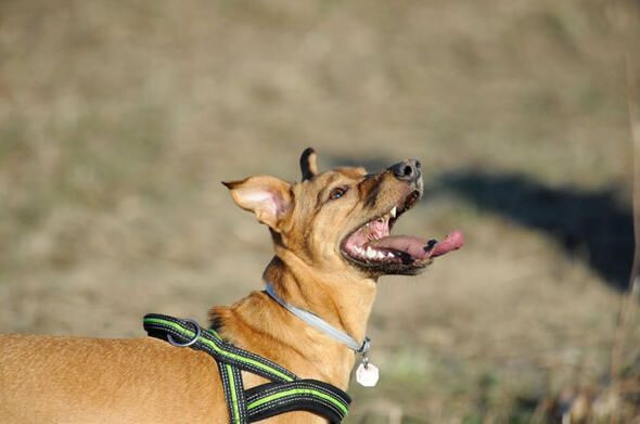 Dünyanın en ölümcül canlıları onlar! - Sayfa 42