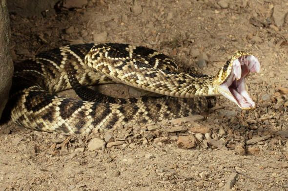 Dünyanın en ölümcül canlıları onlar! - Sayfa 43