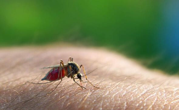 Dünyanın en ölümcül canlıları onlar! - Sayfa 47