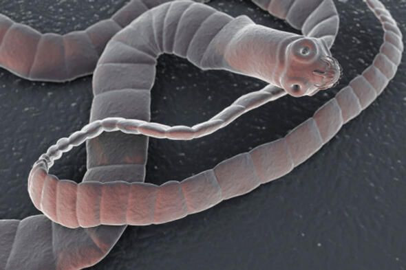 Dünyanın en ölümcül canlıları onlar! - Sayfa 5