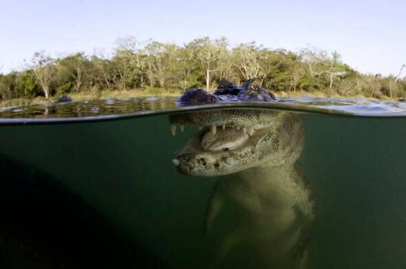 Dünyanın en ölümcül canlıları onlar! - Sayfa 6