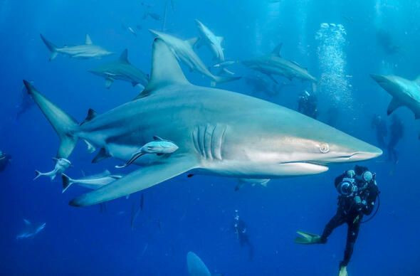 Dünyanın en ölümcül canlıları onlar! - Sayfa 8