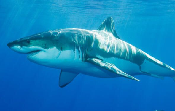 Dünyanın en ölümcül canlıları onlar! - Sayfa 9