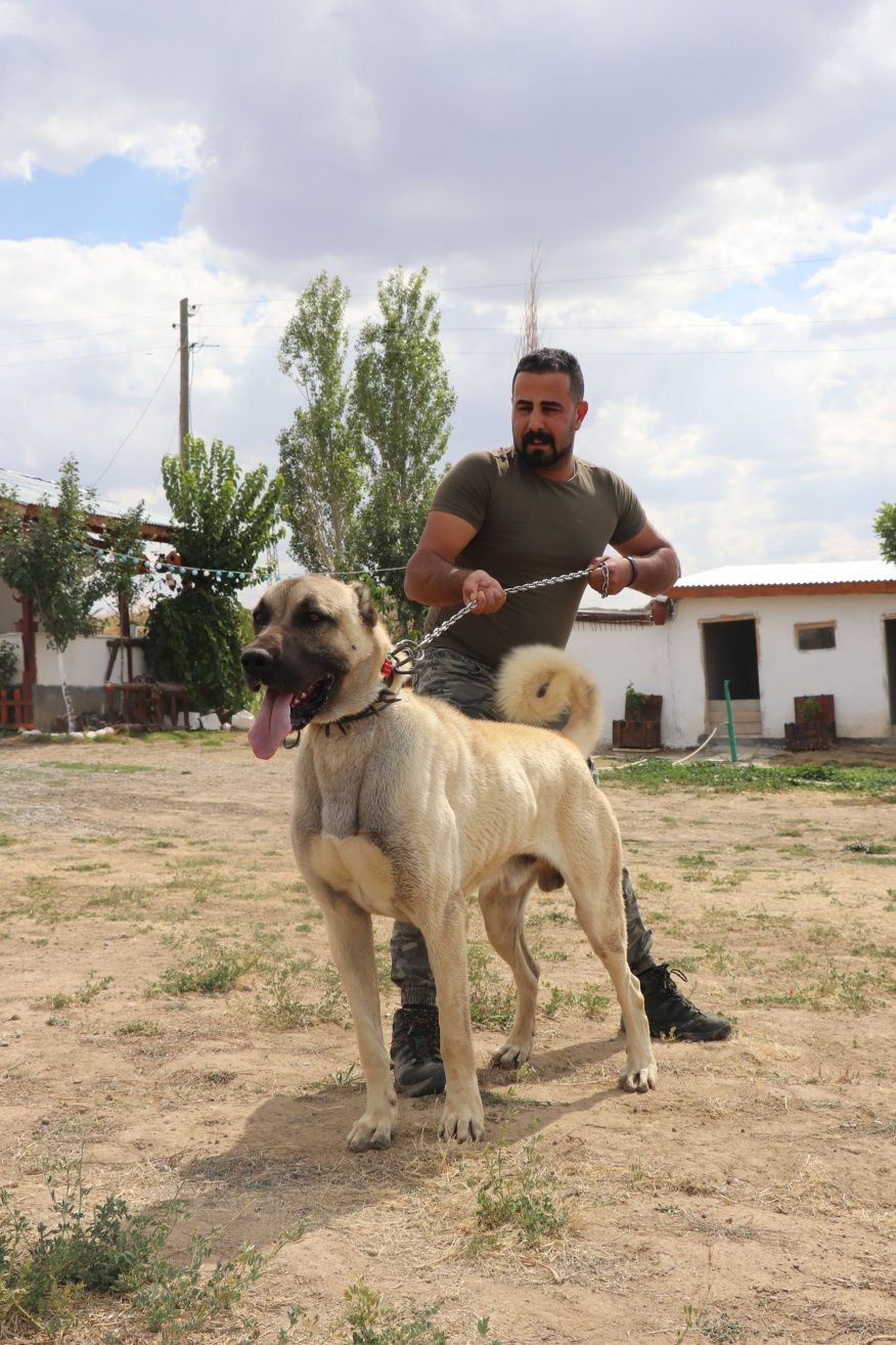 Kangallara terörle mücadelede kritik görev! - Sayfa 6