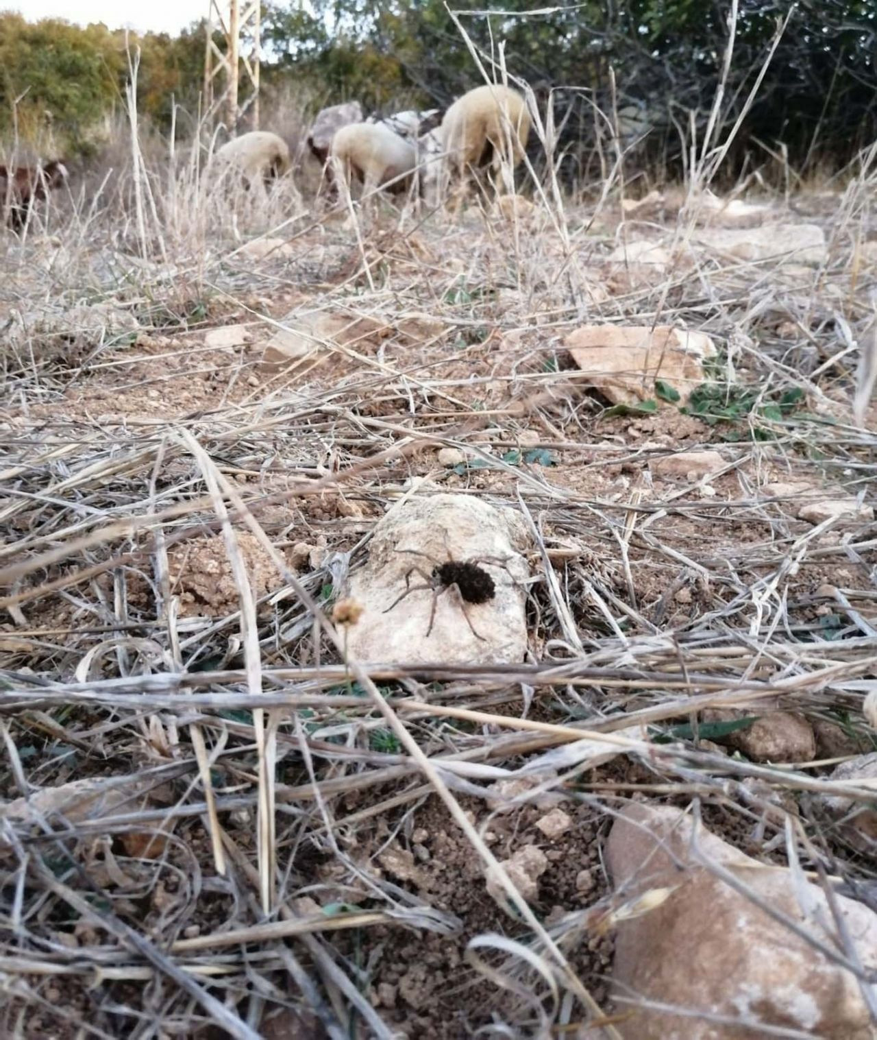 En tehlikeli 9 örümcekten biri! - Sayfa 9