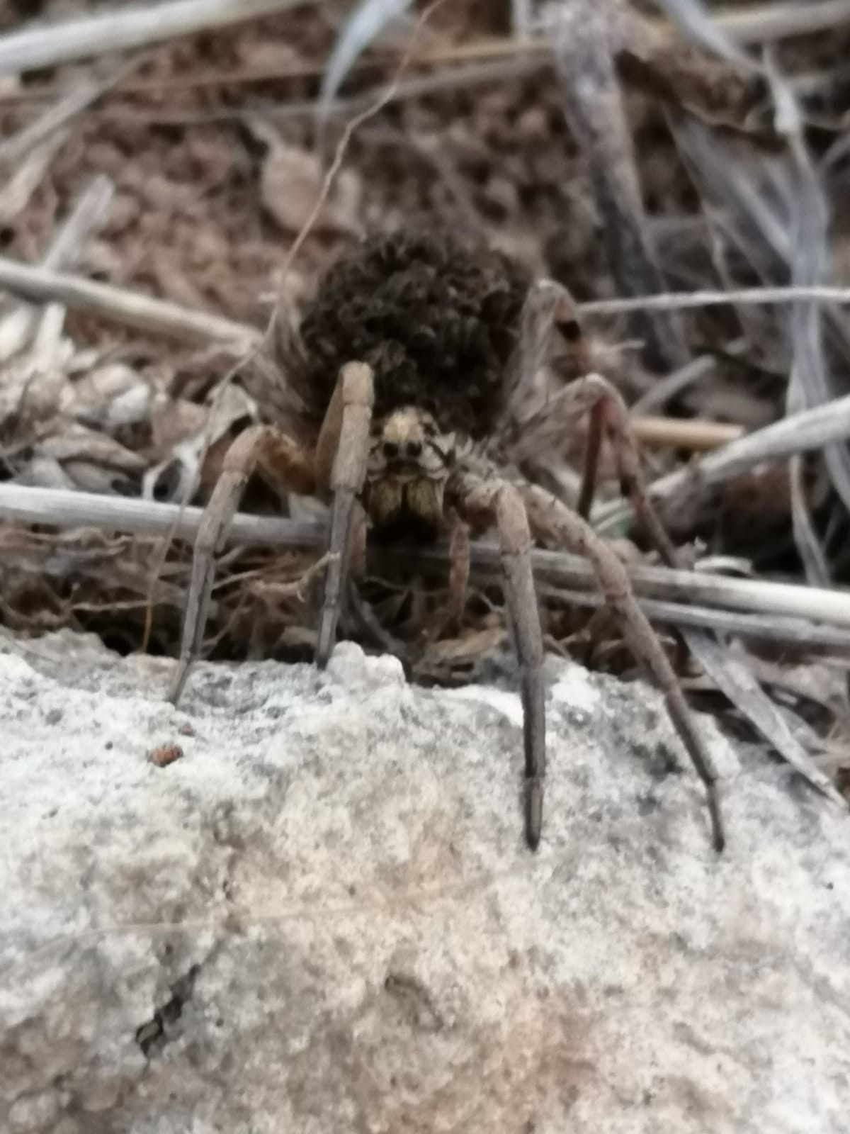 En tehlikeli 9 örümcekten biri! - Sayfa 11