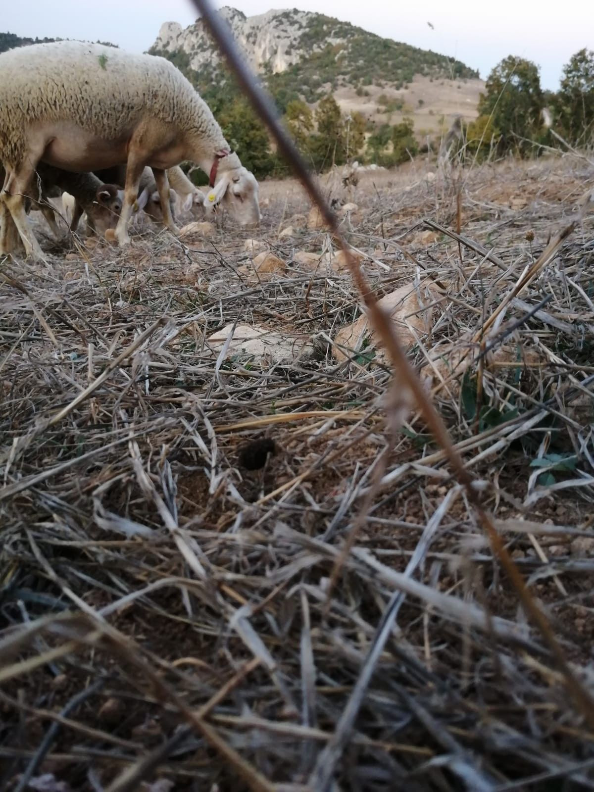En tehlikeli 9 örümcekten biri! - Sayfa 6