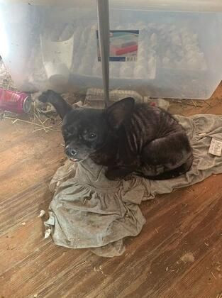 Bir ev 3 çocuk 245 hayvan ve istismar! - Sayfa 5