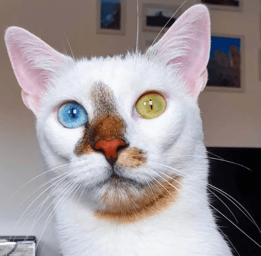 Garipliklerle dolu birbirinden ilginç fotoğraflar! - Sayfa 12