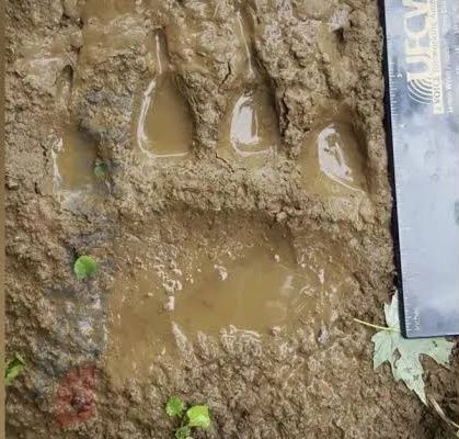 Yarı insan yarı köpek! Halk korku içinde... - Sayfa 5