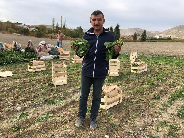 İstanbul'a ıspanak gönderen tarlalarda 'şeytan elması otu' bulundu! - Sayfa 5