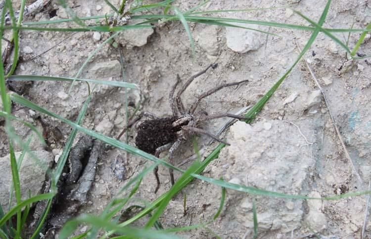 Örümceğin üzerindekileri görenler dehşete düştü! - Sayfa 5