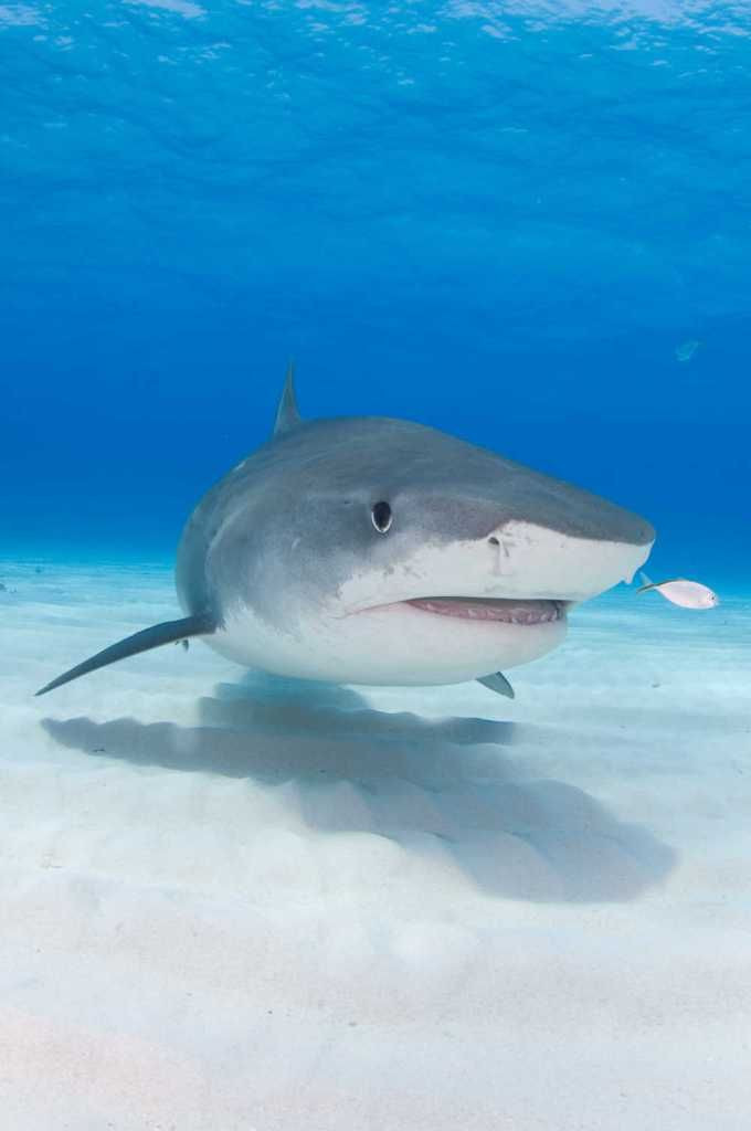 Günlerdir aranıyordu! Parmağı köpekbalığının karnından çıktı - Sayfa 7