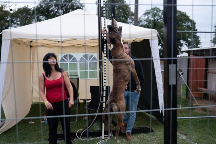 Korkunç! Hamile kadını ormanda köpekler parçaladı - Sayfa 9