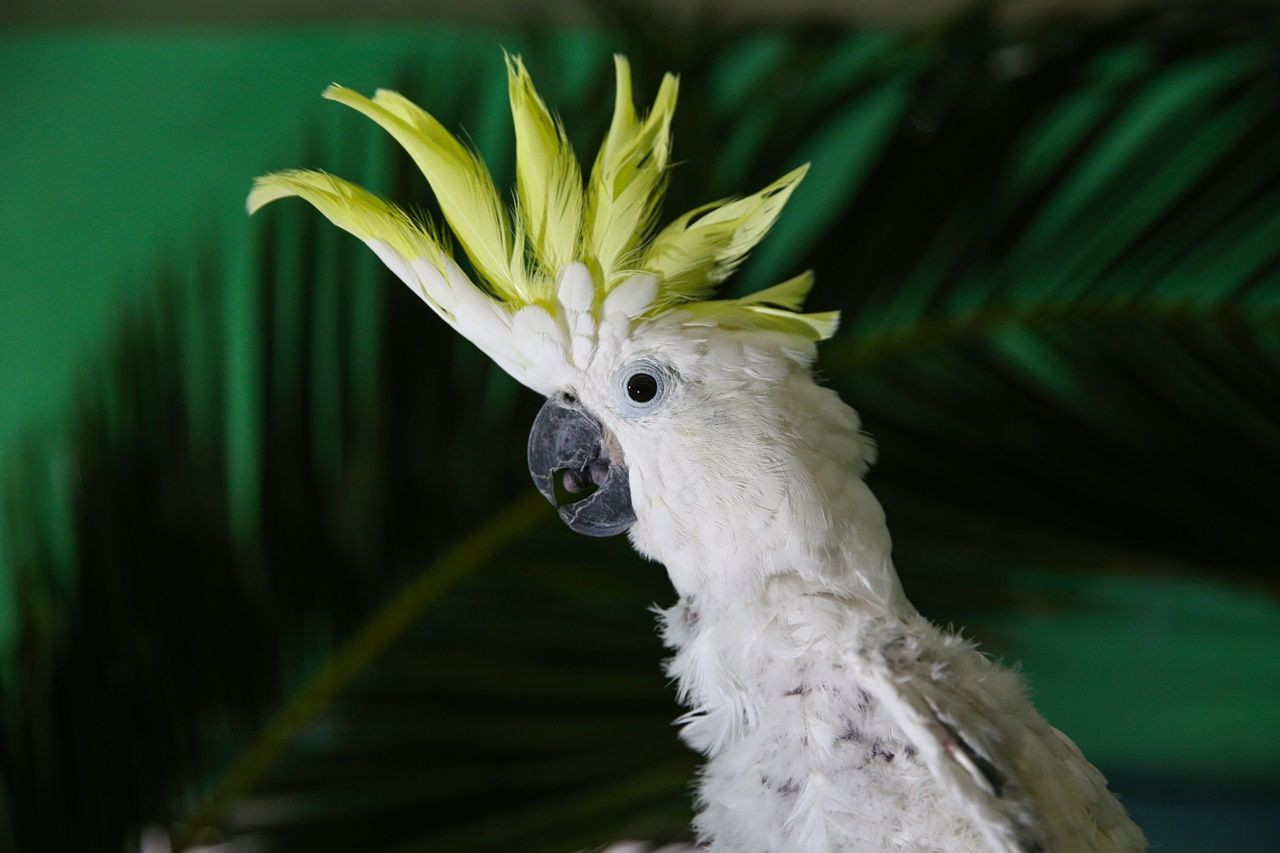 Tropik ada görünümlü papağan eğitim merkezi! - Sayfa 18