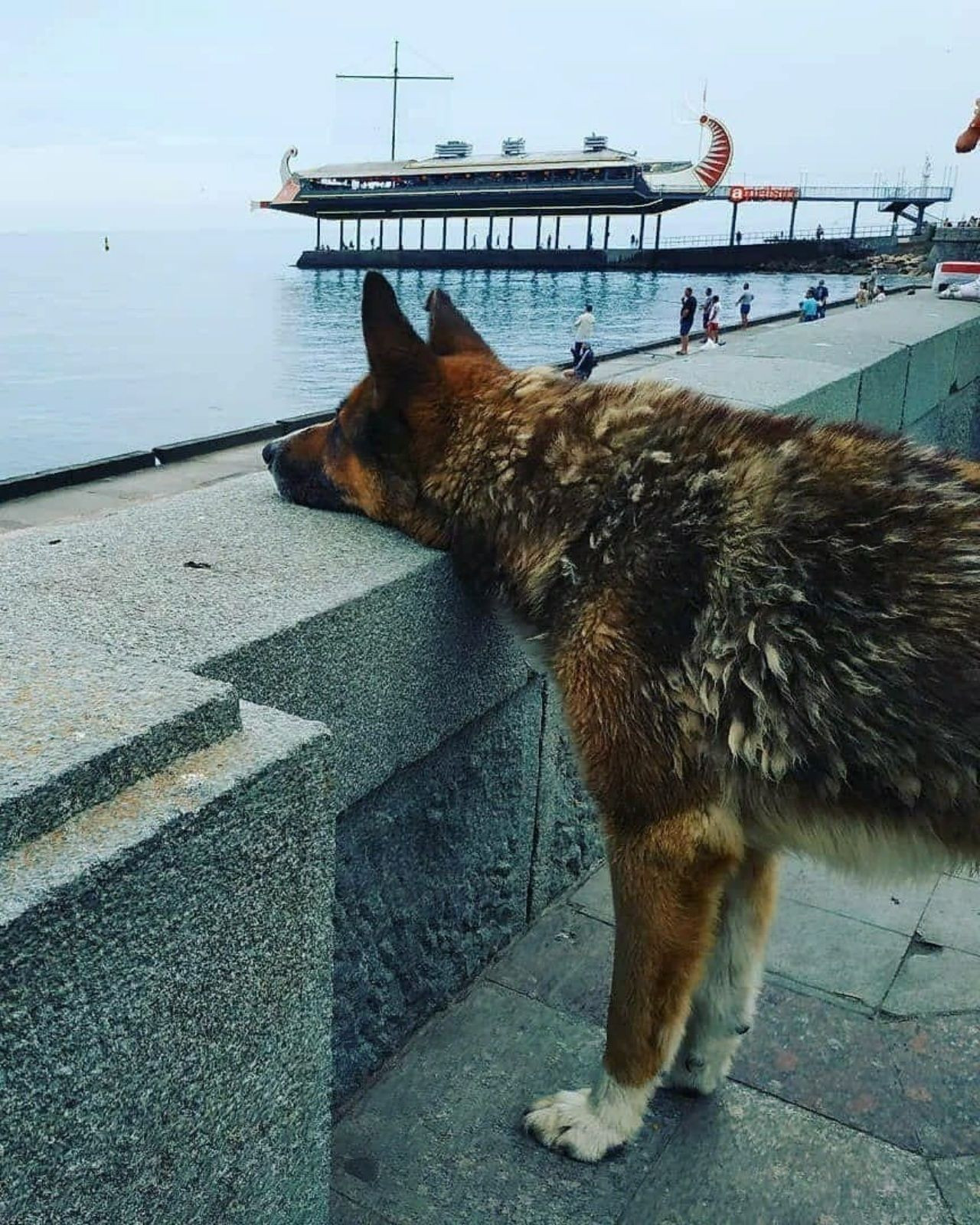 Haçiko gibi 9 yıldır boğularak ölen sahibini bekliyor! - Sayfa 9