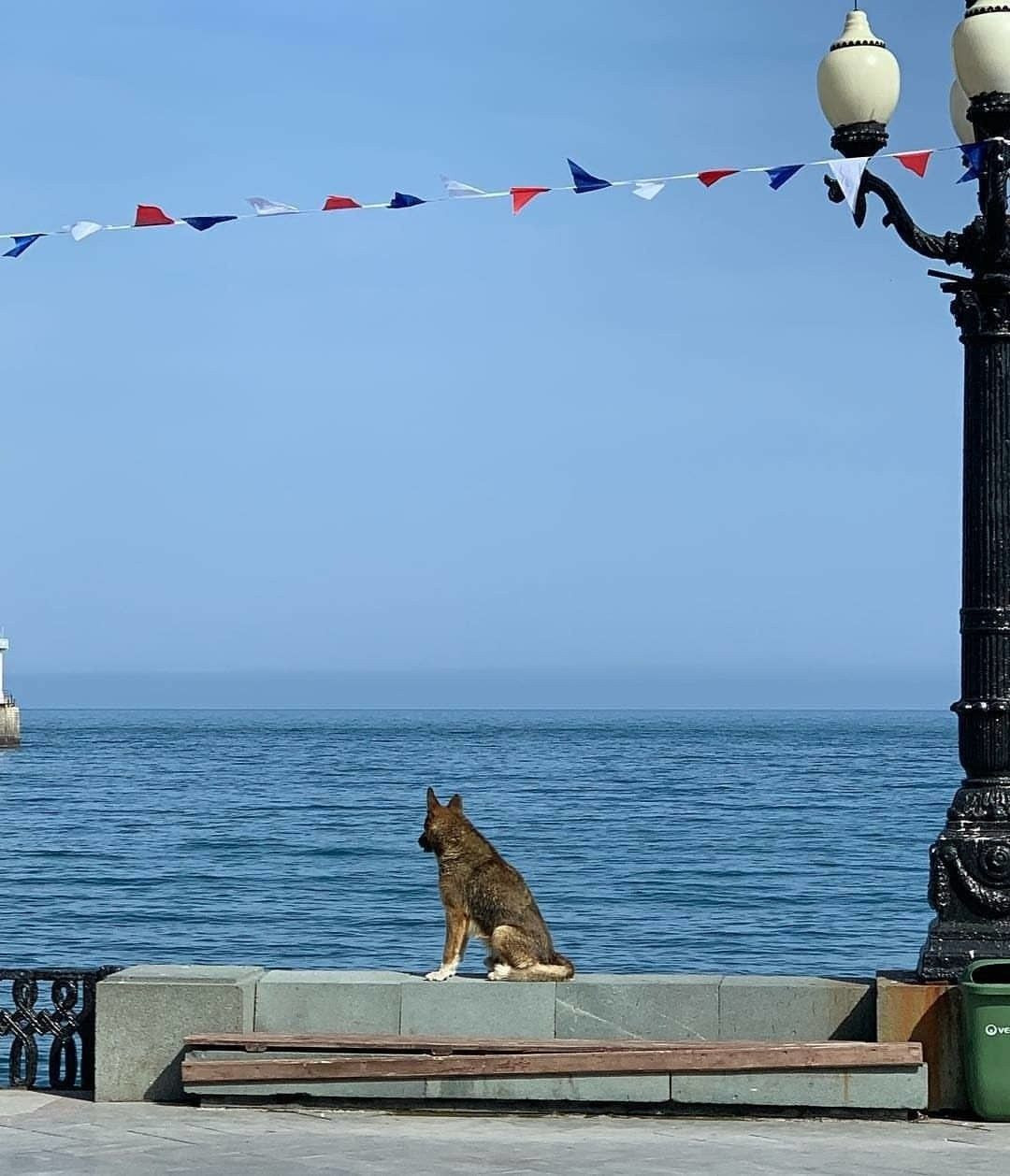 Haçiko gibi 9 yıldır boğularak ölen sahibini bekliyor! - Sayfa 7
