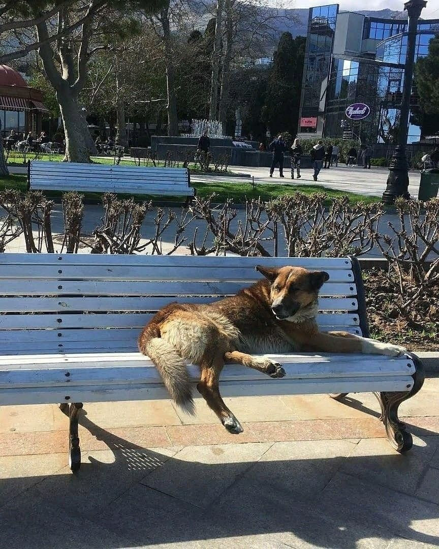 Haçiko gibi 9 yıldır boğularak ölen sahibini bekliyor! - Sayfa 8