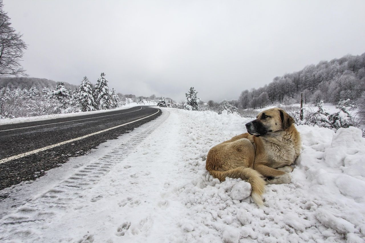 Domaniç Dağları beyaza büründü... - Sayfa 12