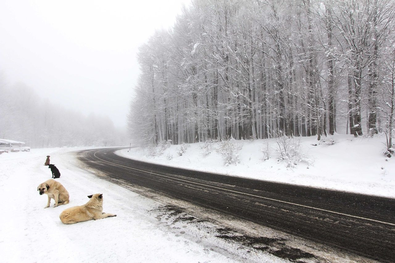 Domaniç Dağları beyaza büründü... - Sayfa 14