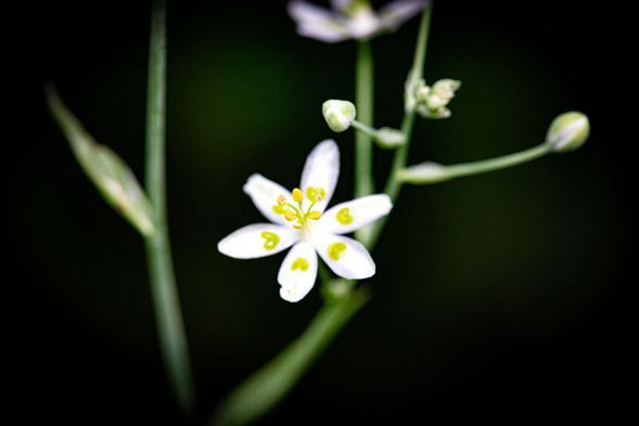 Vajinalarına limon sıkıyorlardı! İşte sebebi... - Sayfa 5