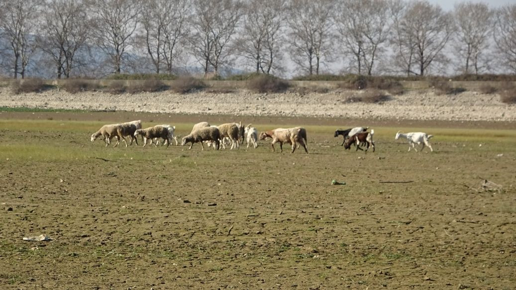 Korkutan görüntü! Koca göl kurudu... - Sayfa 6