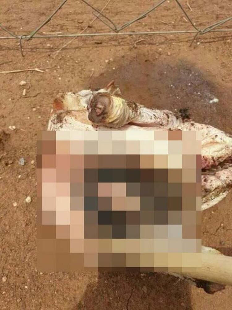 Vahşet! Büyü için zehirleyerek öldürdüler... - Sayfa 5