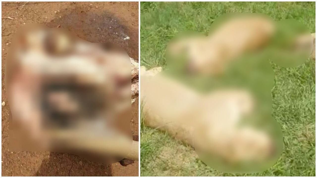 Vahşet! Büyü için zehirleyerek öldürdüler... - Sayfa 7