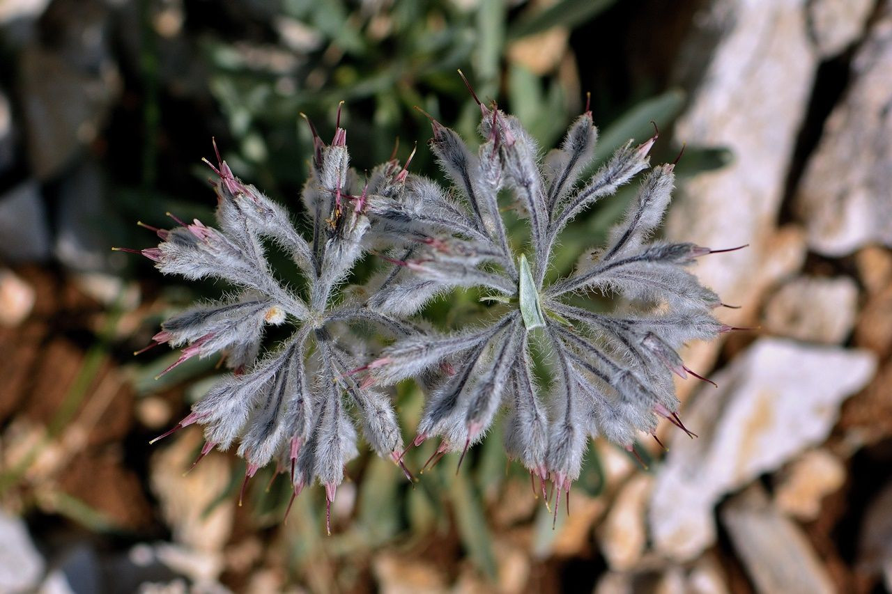 Denizli'de 2200 metrede keşfedildi... - Sayfa 5