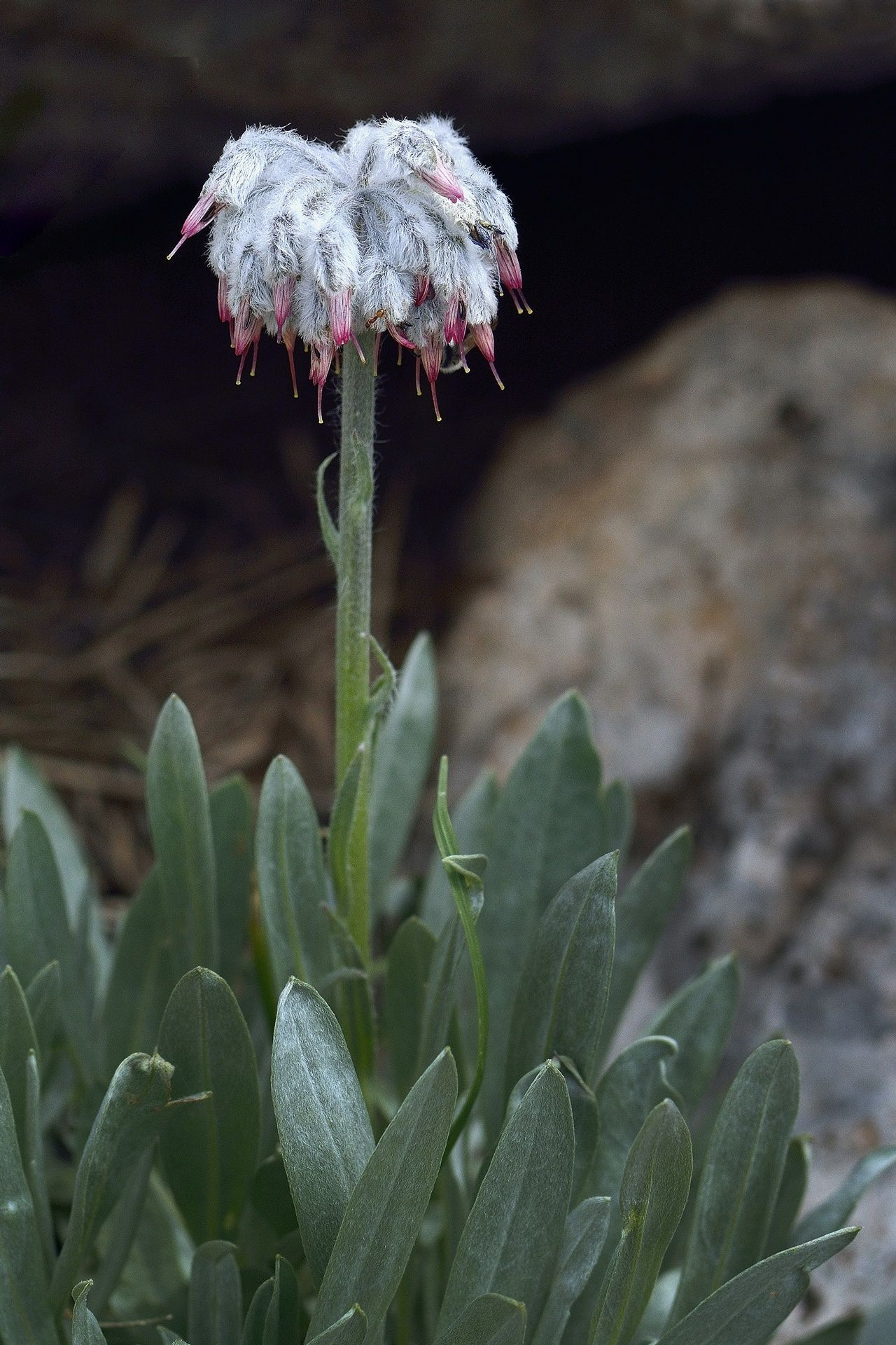 Denizli'de 2200 metrede keşfedildi... - Sayfa 6